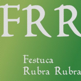Festuca Rubra Rubra