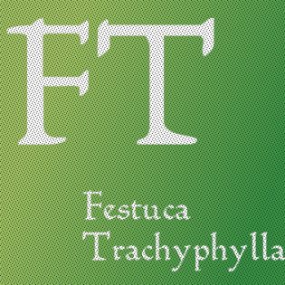 Festuca Trachyphylla
